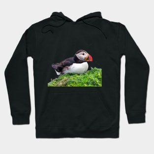 Puffin Hoodie